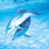 Who Designed It First? 6th picture