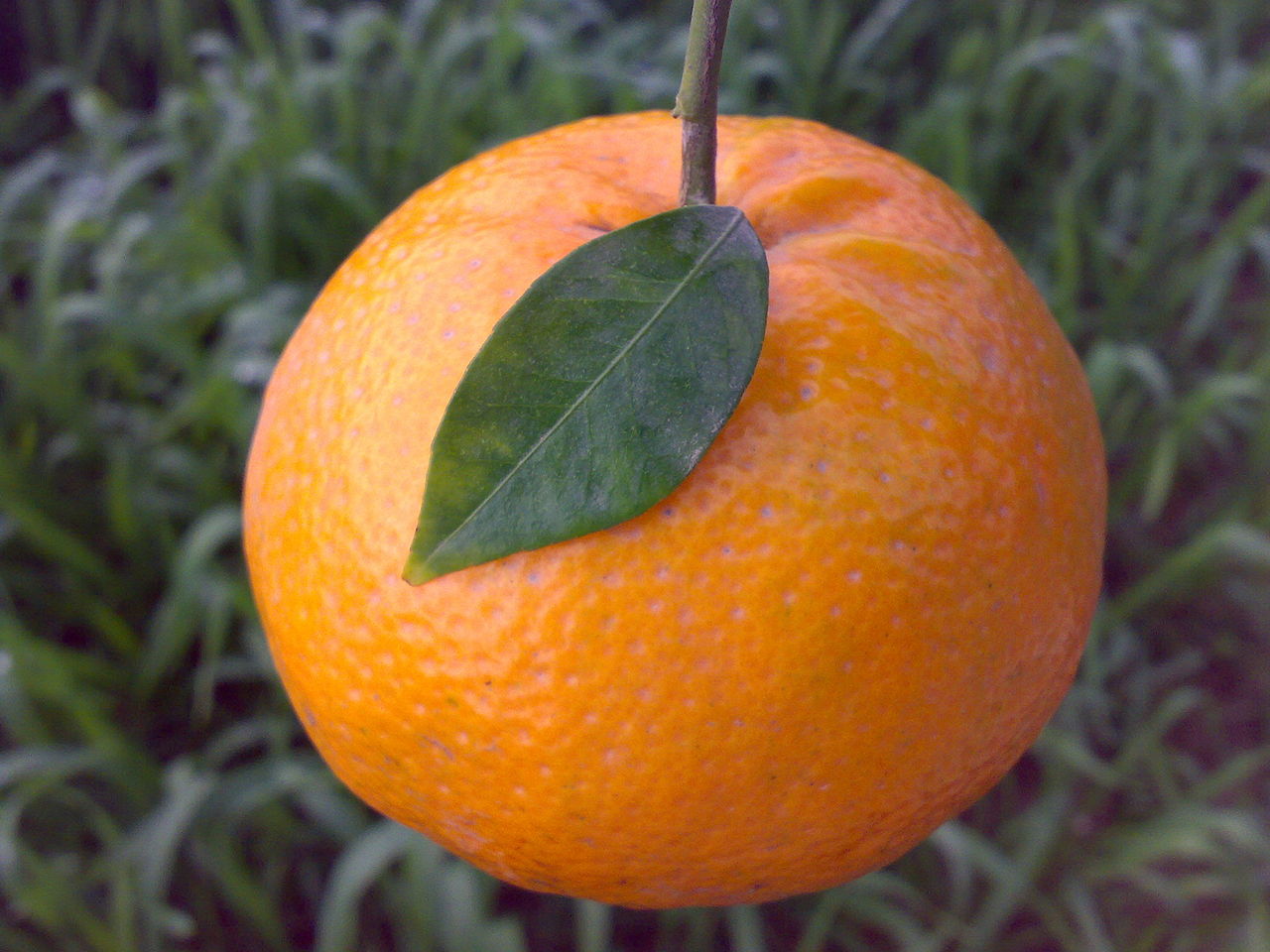 Kinnow, a variety of Mandarin orange widely cultivated in Pakistan
