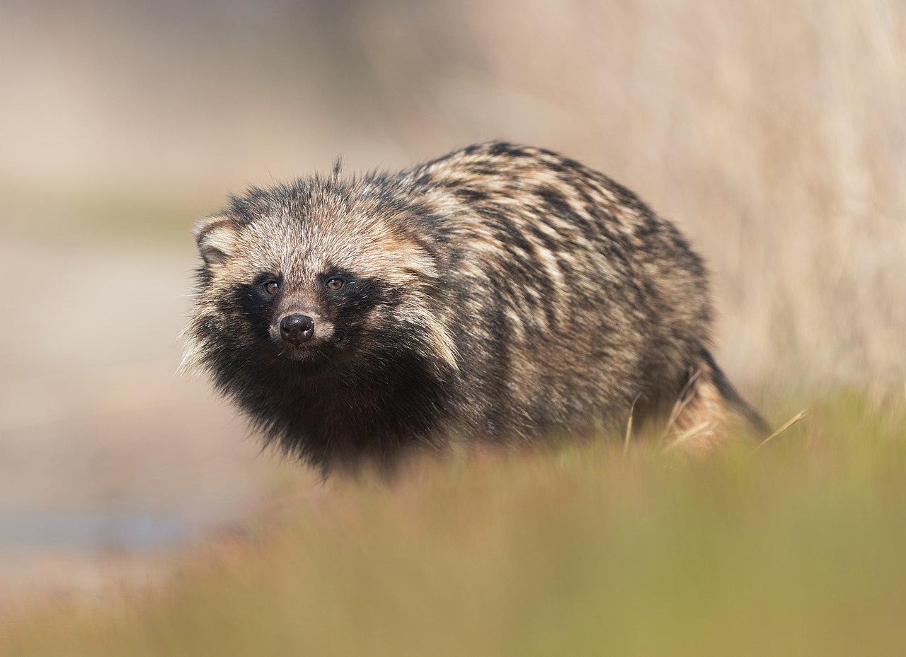 A common raccoon dog in Ukraine 