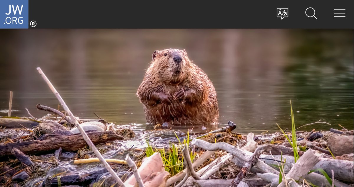 Screenshot of article “The Beaver’s Construction Ability” on jw.org